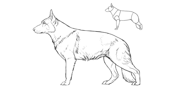 Рисунок немецкой овчарки лёгкий