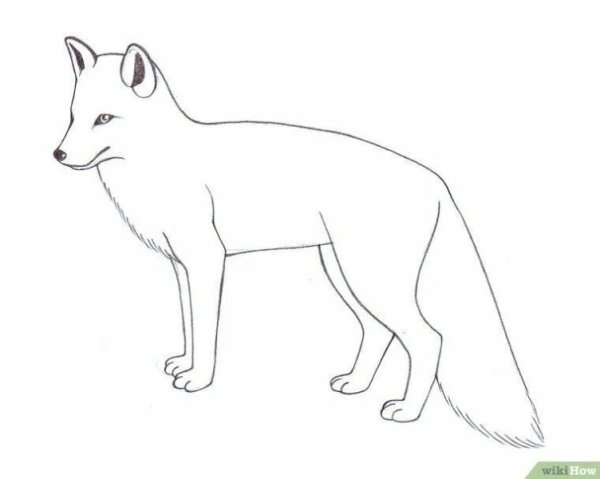 Лиса рисунок карандашом для срисовки легкие