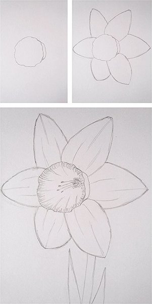 Поэтапное рисование нарциссов