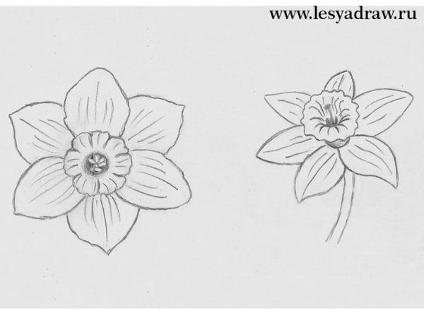 Поэтапное рисование нарцисса