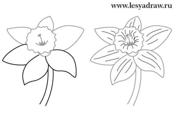 Легкий рисунок Нарциза