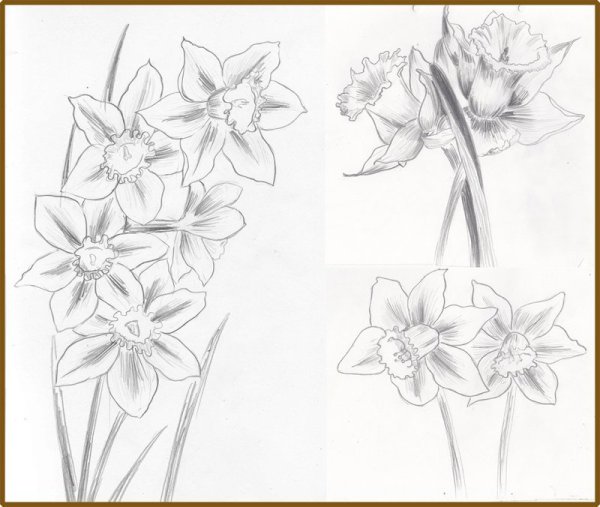 Нарцисс рисунок простой