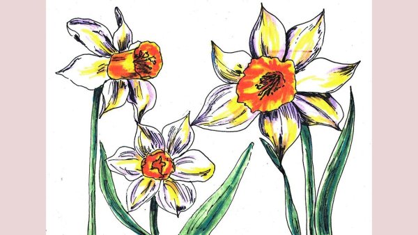 Нарцисс рисунок поэтапно