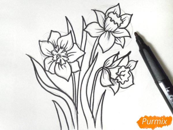 Поэтапное рисование нарцисса