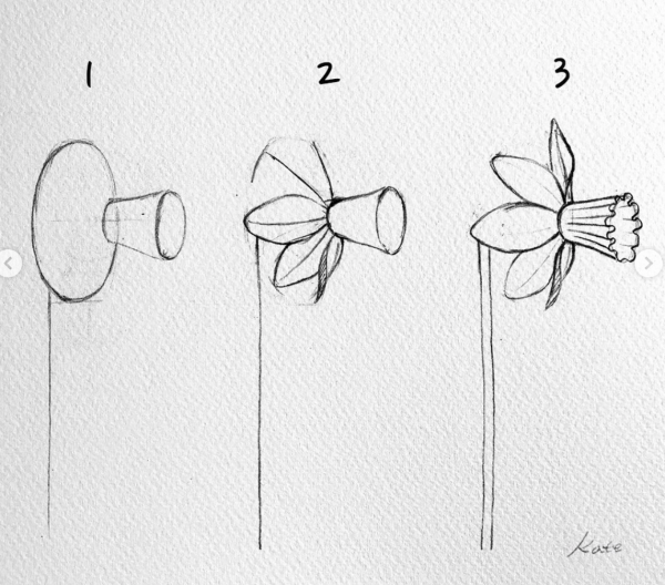 Нарцисс рисунок