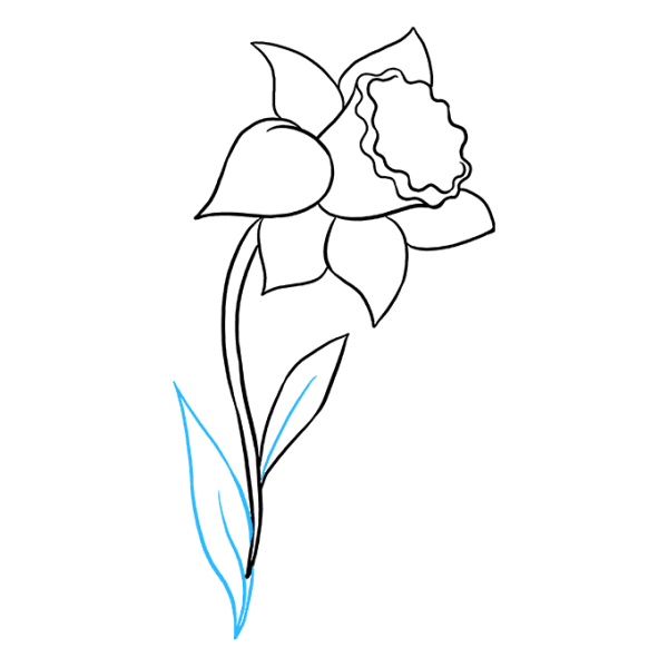 Нарцисс рисунок карандашом