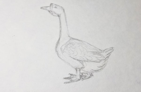 Рисование гуся
