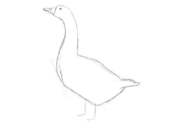 Пошаговое рисование гуся