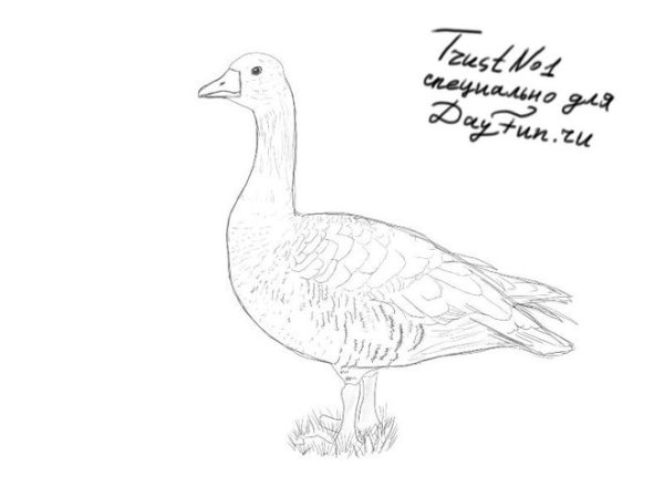 Поэтапное рисование гуся