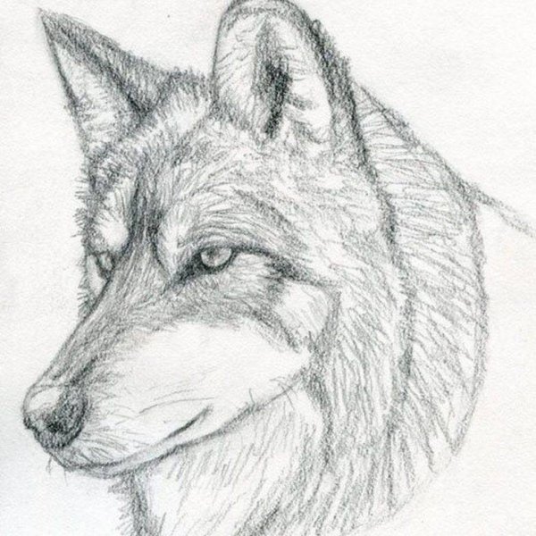 Котики для рисования для начинающих