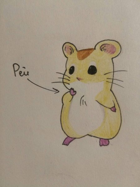 Трафарет хомяка для детей