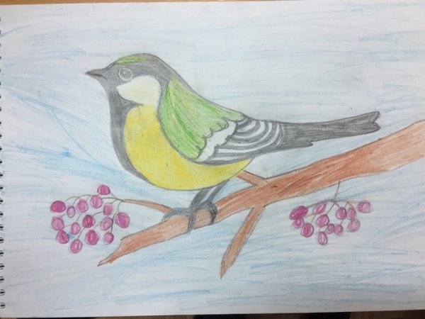 Птица синичка раскраска для детей