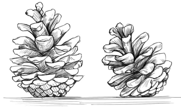 Шишка карандашом