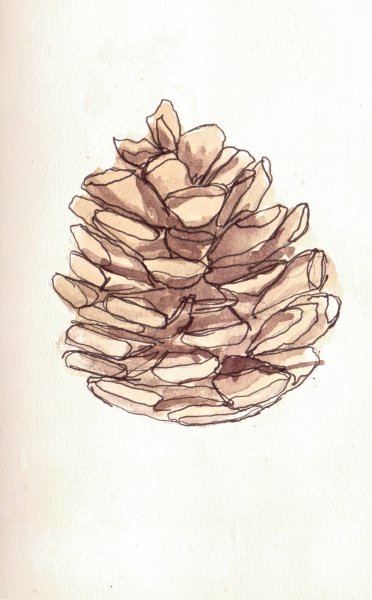 Шишка рисунок