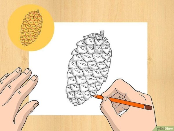 Рисование шишки