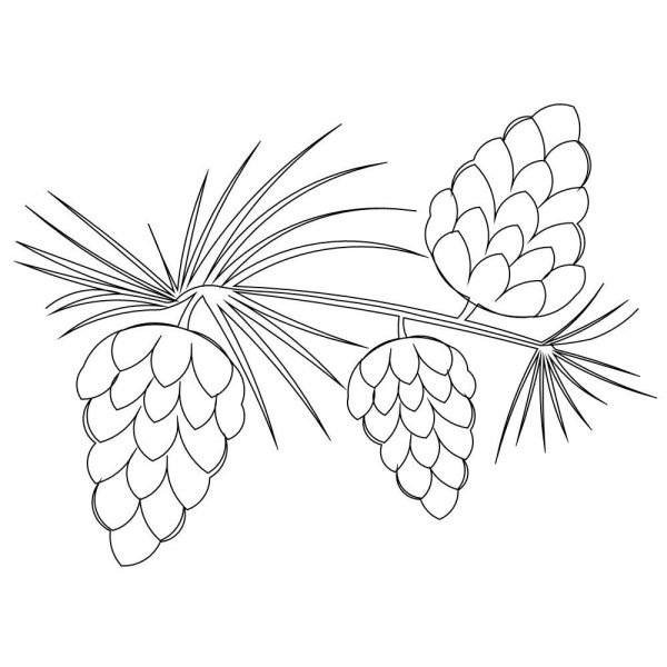 Шишка сосны раскраска