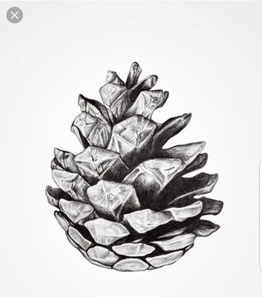 Нарисовать шишку