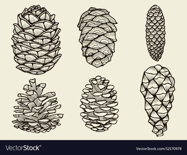 Стилизация шишки