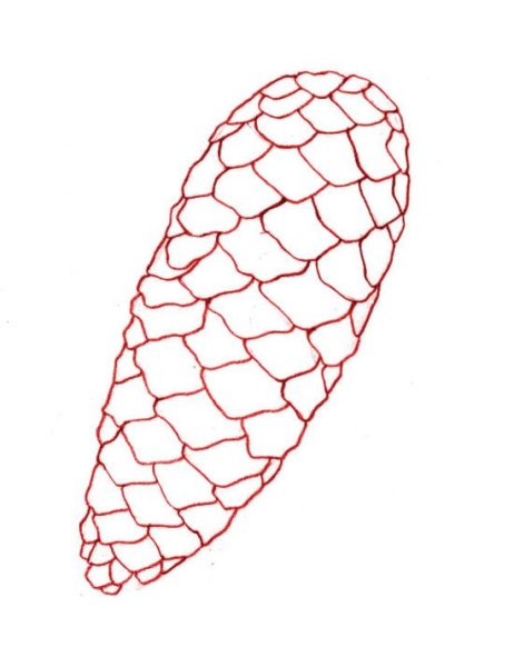 Еловая шишка рисунок для детей