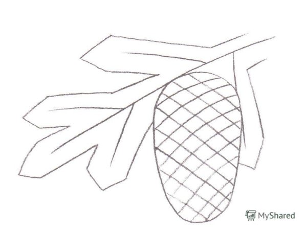 Рисунок шишки пошагово