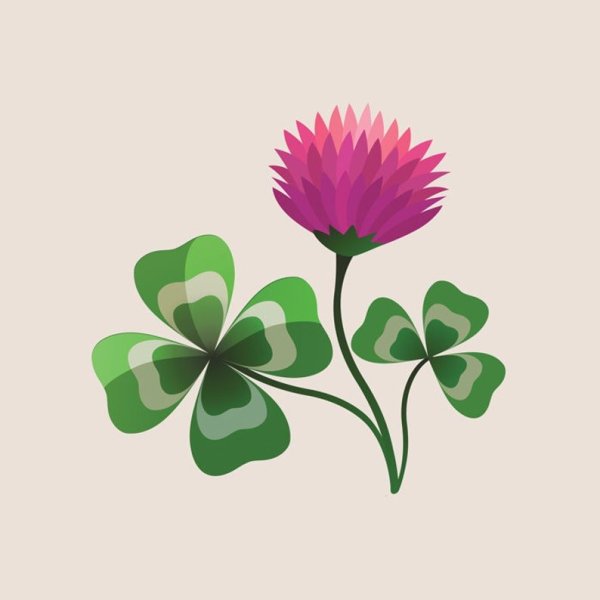 Клевер цветок вектор