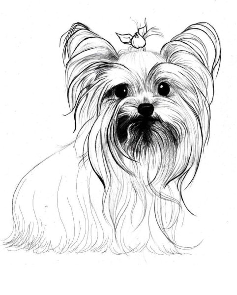 Йоркширский терьер стандарт