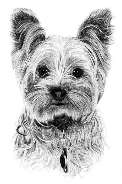 Бивер-Йоркширский терьер