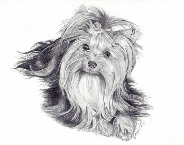 Скетч Йоркширский терьер