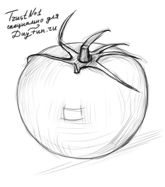 Помидор рисунок карандашом