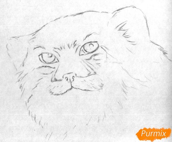 Манул рисунок