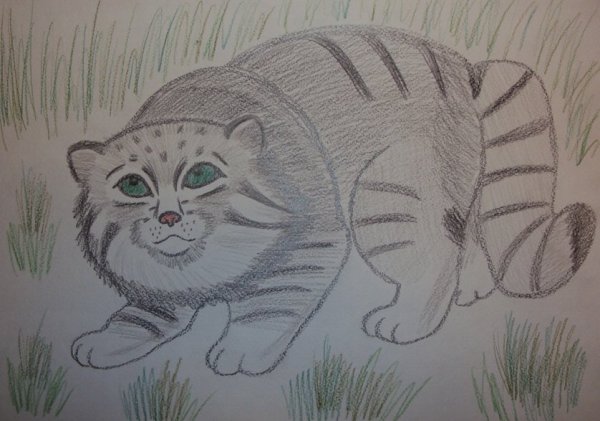 Манул карандашом