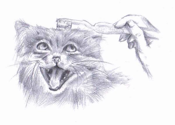 Палласов кот рисунок карандашом