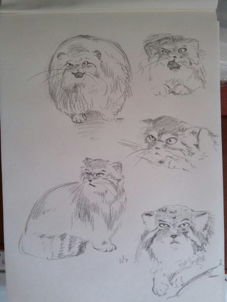 Как нарисовать манула