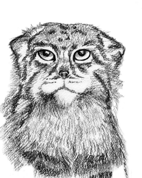 Дикий кот Манул раскраска