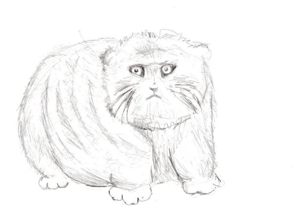 Дикий кот Манул раскраска