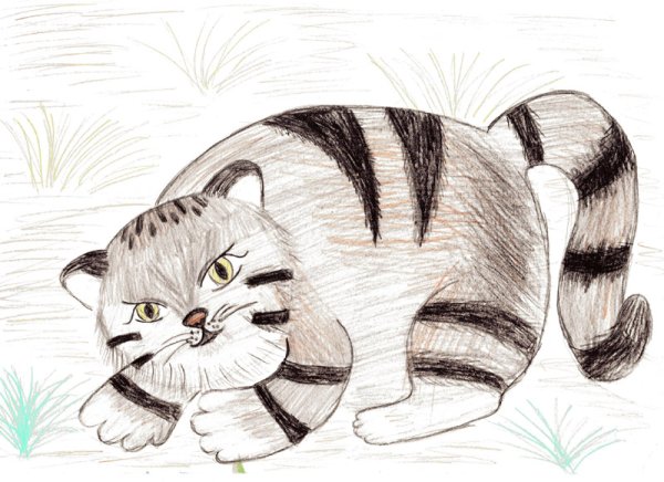 Поэтапное рисование манула