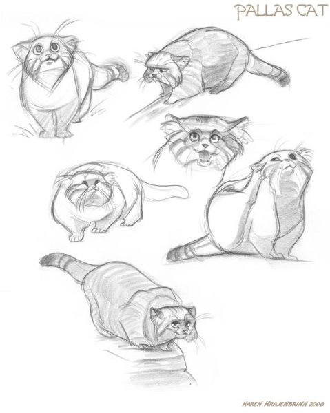 Кот Манул раскраска