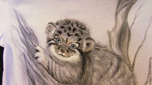 Манул рисунок карандашом для детей