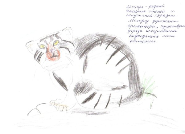 Манул палласов кот рисунок