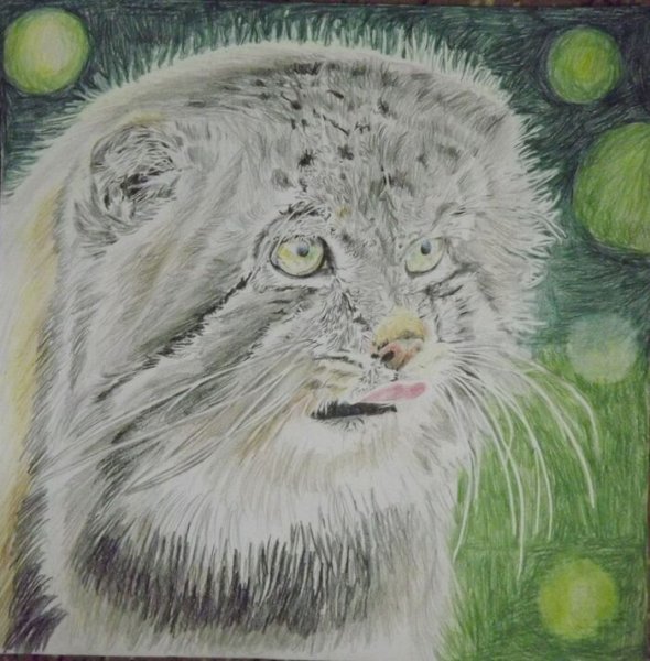 Кот Манул арт