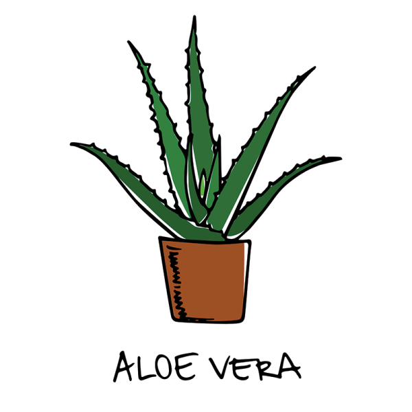 Комнатное растение алоэ рисунок