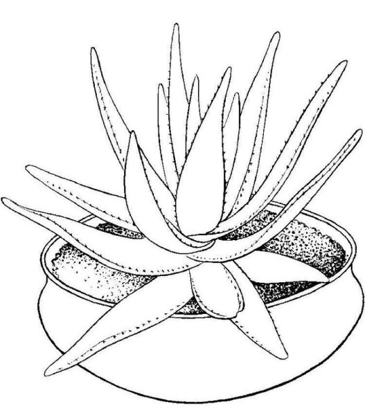 Алоэ растение раскраска