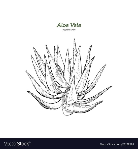 Алоэ вектор чб