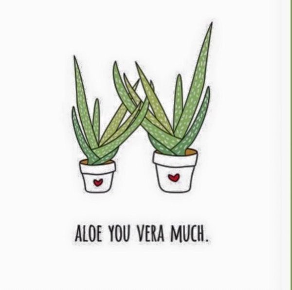 Алоэ прикол