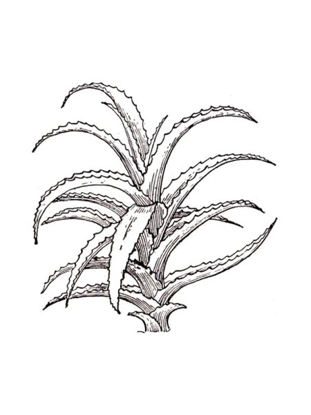 Алоэ столетник раскраска
