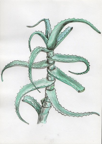 Алоэ древовидное гербарий