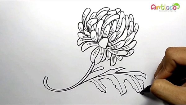 Хризантемы карандашом