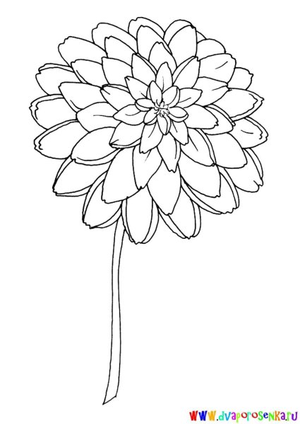 Георгин раскраска для детей