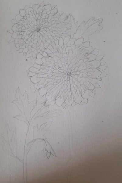 Хризантемы карандашом