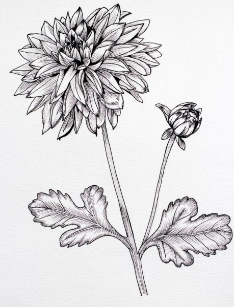 Хризантема референс